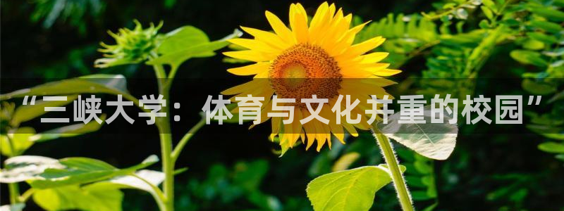 凯捷体育五金厂：“三峡大学：体育与文化并重的校园”